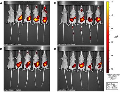 Biodistribution of Liposome-Encapsulated Bacteriophages and Their Transcytosis During Oral Phage Therapy